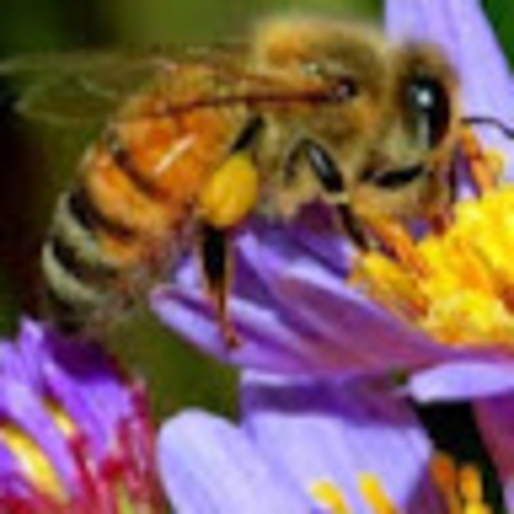 Meet your Posher, Honey